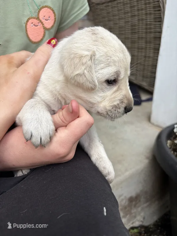 Milo – Labrador Retriever puppy for sale in Oak Grove, MN