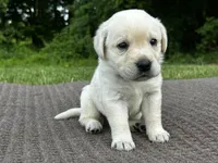 Teal, a female Labrador Retriever for sale in Irvington, KY – 1 of 6