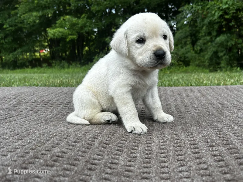 Brown – Labrador Retriever puppy for sale in Irvington, KY
