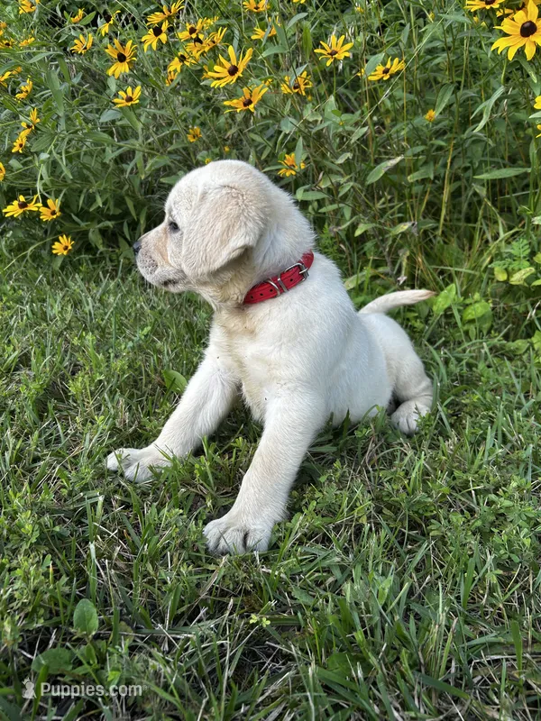Red – Labrador Retriever puppy for sale in Irvington, KY