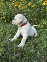Red, a female Labrador Retriever for sale in Irvington, KY – 2 of 9