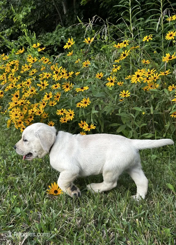 Brown – Labrador Retriever puppy for sale in Irvington, KY
