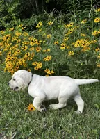 Brown, a male Labrador Retriever for sale in Irvington, KY – 2 of 10