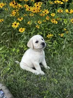 Red, a female Labrador Retriever for sale in Irvington, KY – 3 of 9