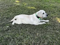 AKC Yellow English Lab-Purple, a male Labrador Retriever for sale in Irvington, KY – 3 of 10