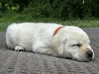 Orange, a female Labrador Retriever for sale in Irvington, KY – 3 of 6