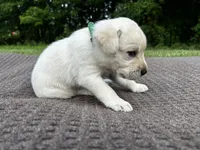 Green, a male Labrador Retriever for sale in Irvington, KY – 3 of 6