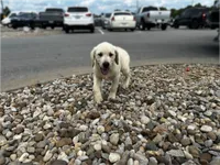 AKC Yellow English Lab-Blue , a male Labrador Retriever for sale in Irvington, KY – 2 of 10