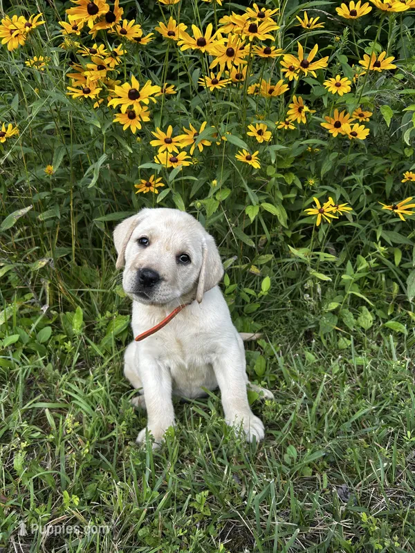 Orange – Labrador Retriever puppy for sale in Irvington, KY