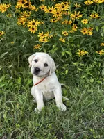 Orange, a female Labrador Retriever for sale in Irvington, KY – 1 of 9