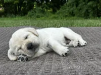 Old Yeller, a male Labrador Retriever for sale in Irvington, KY – 4 of 6