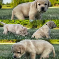 English Tan, a male Labrador Retriever for sale in Harned, KY – Photo 2 of 5