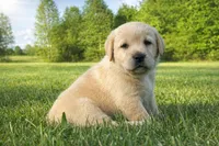 English Tan, a male Labrador Retriever for sale in Harned, KY – Photo 1 of 5