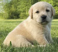 English Tan, a male Labrador Retriever for sale in Irvington, KY – 1 of 5