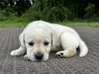 Purple, a male Labrador Retriever for sale in Irvington, KY – 4 of 10