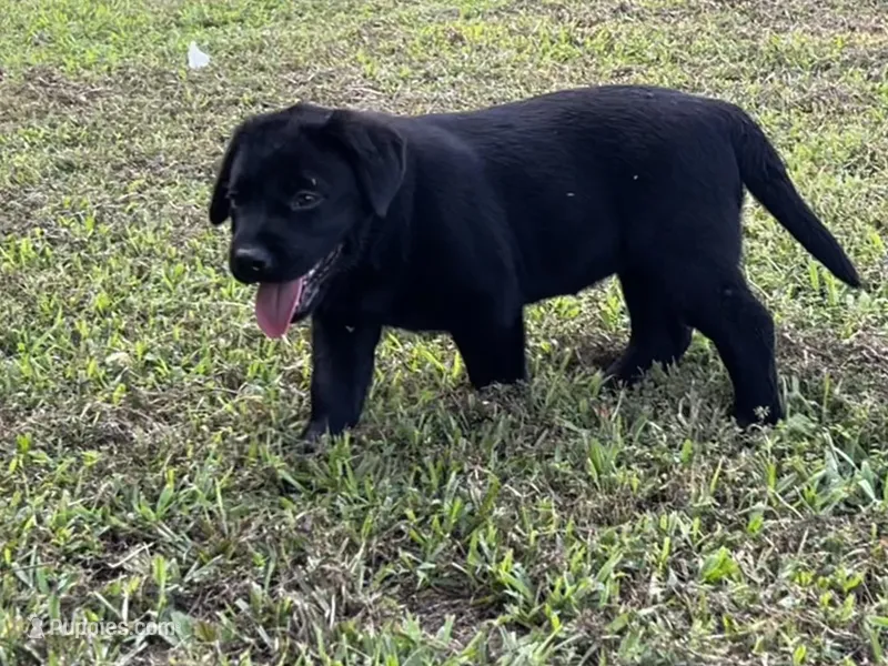 English Pink Girl – Labrador Retriever puppy for sale in Irvington, KY