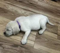 Purple, a male Labrador Retriever for sale in Irvington, KY – 2 of 9