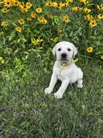 Old Yeller, a male Labrador Retriever for sale in Irvington, KY – 3 of 10