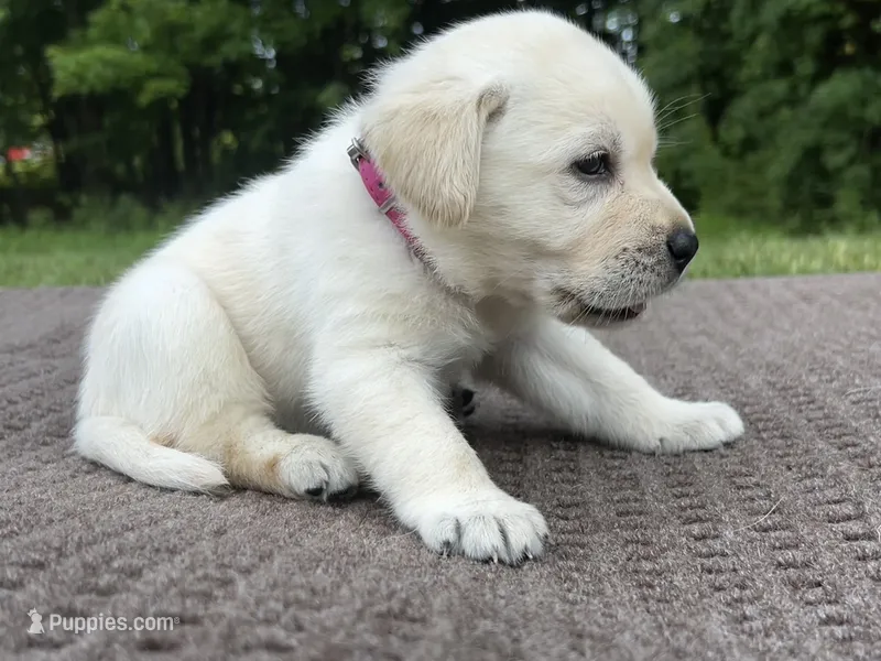 Pink – Labrador Retriever puppy for sale in Irvington, KY