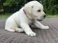 Pink, a female Labrador Retriever for sale in Irvington, KY – 1 of 6