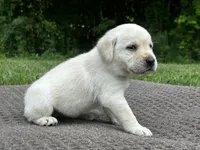 Orange, a female Labrador Retriever for sale in Irvington, KY – 2 of 6