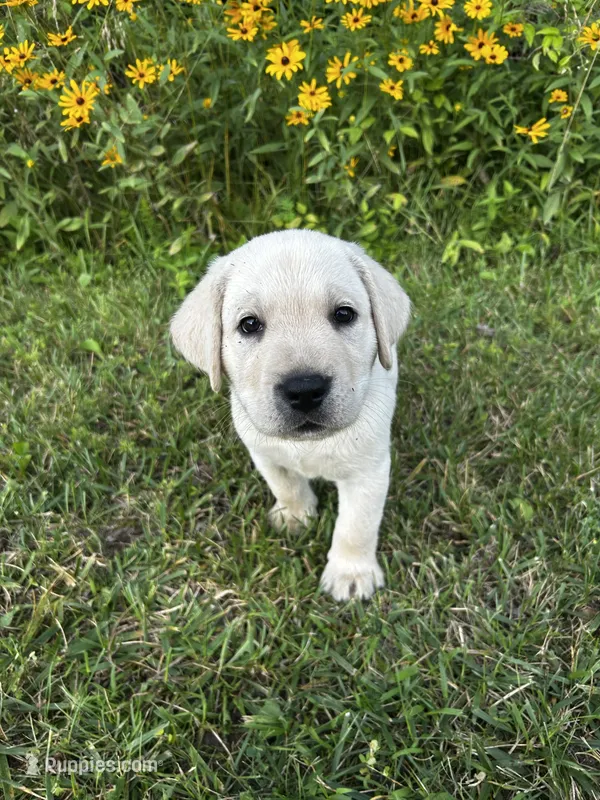 Brown – Labrador Retriever puppy for sale in Irvington, KY