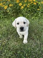 Brown, a male Labrador Retriever for sale in Irvington, KY – 1 of 10