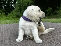 Purple, a male Labrador Retriever for sale in Irvington, KY – 5 of 10