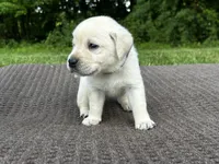 Purple, a male Labrador Retriever for sale in Irvington, KY – 8 of 10