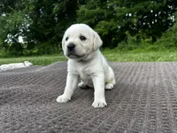 Blue , a male Labrador Retriever for sale in Irvington, KY – 4 of 7