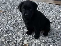 English Pink Girl, a female Labrador Retriever for sale in Irvington, KY – 2 of 6