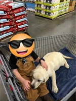 AKC Yellow English Lab-Blue , a male Labrador Retriever for sale in Irvington, KY – 3 of 10