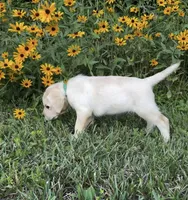 Green , a male Labrador Retriever for sale in Irvington, KY – 2 of 6