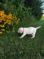 Pink, a female Labrador Retriever for sale in Irvington, KY – 3 of 8