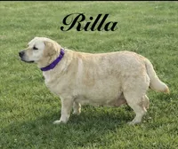 English Blue, a female Labrador Retriever for sale in Harned, KY – Photo 4 of 5