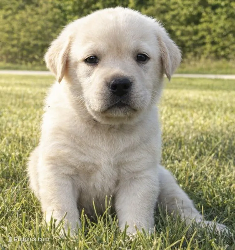 English Blue – Labrador Retriever puppy for sale in Harned, KY