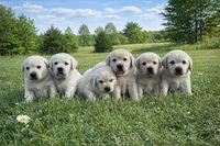 English Blue, a female Labrador Retriever for sale in Harned, KY – Photo 5 of 5