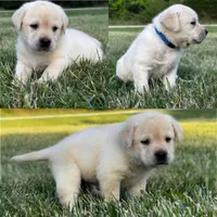 English Blue, a female Labrador Retriever for sale in Harned, KY – Photo 2 of 5