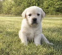 English Blue, a female Labrador Retriever for sale in Harned, KY – Photo 1 of 5
