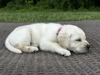 Pink, a female Labrador Retriever for sale in Irvington, KY – 4 of 6
