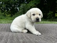 Old Yeller, a male Labrador Retriever for sale in Irvington, KY – 3 of 6
