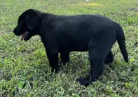 English Pink Girl, a female Labrador Retriever for sale in Irvington, KY – 3 of 9