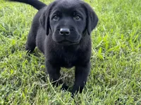 English Blue boy, a male Labrador Retriever for sale in Irvington, KY – 3 of 9