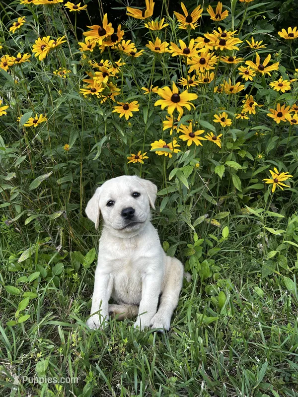 Teal – Labrador Retriever puppy for sale in Irvington, KY