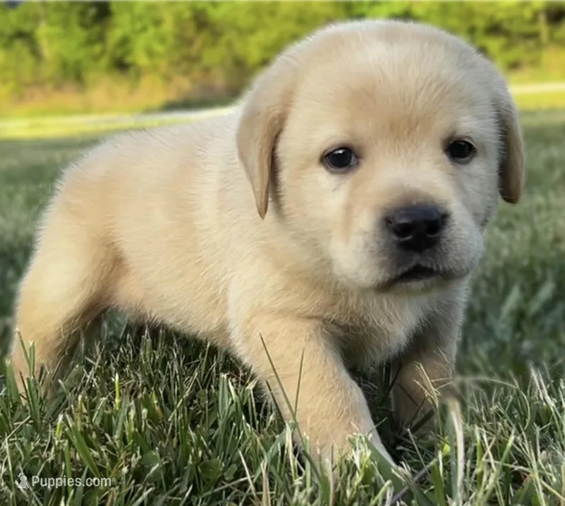 English Teal – Labrador Retriever puppy for sale in Harned, KY
