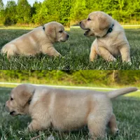 English Teal, a male Labrador Retriever for sale in Harned, KY – Photo 3 of 6