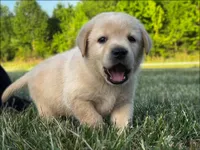 English Teal, a male Labrador Retriever for sale in Harned, KY – Photo 2 of 6