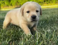 English Teal, a male Labrador Retriever for sale in Harned, KY – Photo 1 of 6