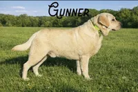 English Teal, a male Labrador Retriever for sale in Harned, KY – Photo 4 of 6