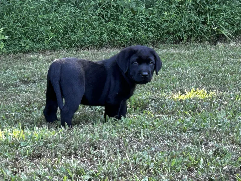English Blue boy – Labrador Retriever puppy for sale in Irvington, KY